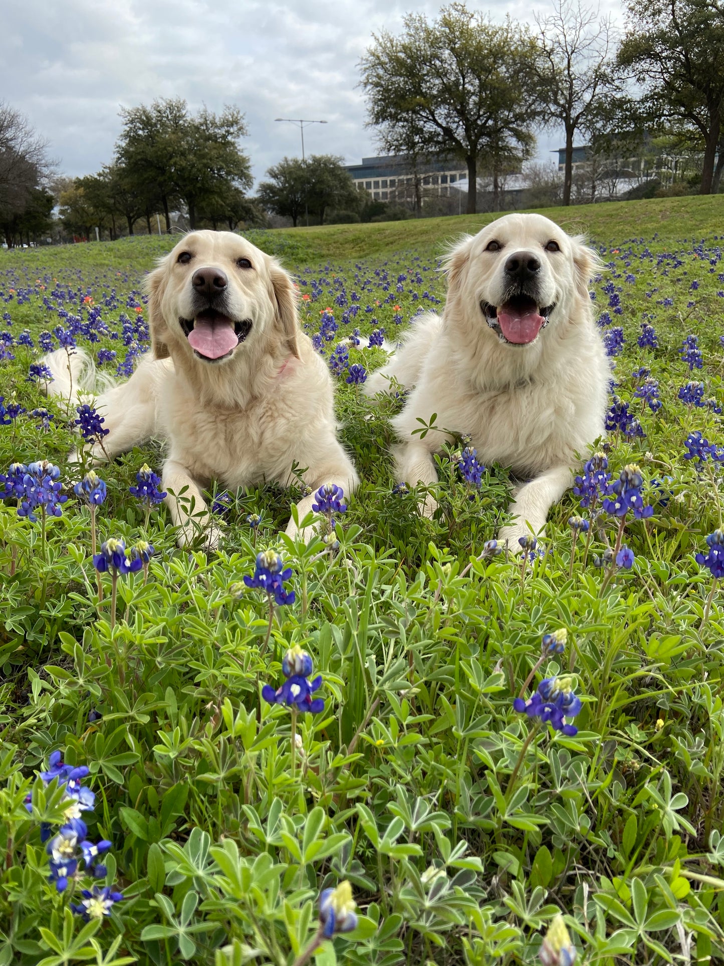 Prints for Paws